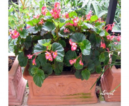 Thu hải đường,thu hải đường lá phong,Begonia,Begoniaceae,hoa Kim Chính Nhật,cây hoa đẹp,Thu hải đường