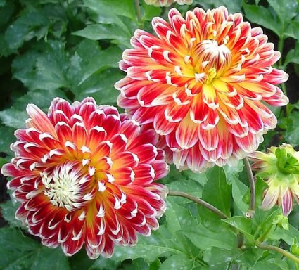 Thược dược,hoa thược dược,Dahlia variabilis Desf,họ cúc,Asteraceae,hoa tướng,hoa nửa mùa tang,ý nghĩa hoa thược dược,truyền thuyết hoa thược dược,bạch thược dược,bài thuốc từ bạch thược dược,thược dược chữa bệnh,Thược dược