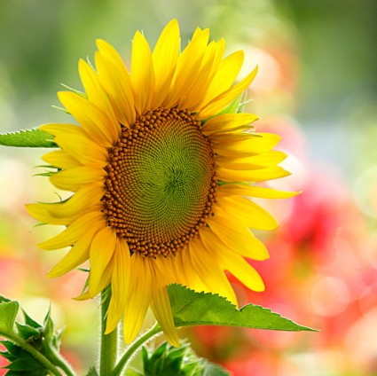Hoa hướng dương,hoa huong duong,hoa quỳ,y nghia cua hoa huong duong,Helianthus annuus,Asteraceae,inflorescence,sunflower,cây ngày Tết,hoa ngày Tết,Hoa hướng dương