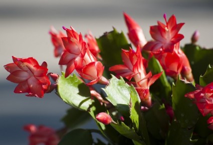 Hoa càng cua,hoa nhật quỳnh,hoa tiểu quỳnh,lan huỳnh,lan càng cua,Zygocactus truncatus (Hax) Moran,Christmas Cactus,Hoa càng cua (hoa Nhật quỳnh)
