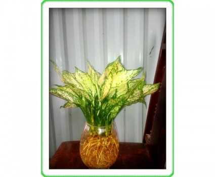 cây ngọc ngân,cây ngọc ngân thủy sinh,cây ngân hậu,cay ngan hau,ngân hậu,ngọc ngân,cây nội thất,cây trong nhà,cây phong thủy,tài lộc,Cây ngọc ngân thủy sinh