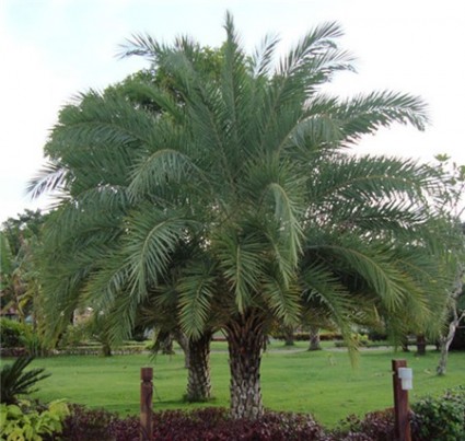 Cây chà là,cay cha la,chà là,cPhoenix,Arecaceae, cây chà là ăn trái, cây chà là giống, mua cây chà là, bán cây chà là,Cây chà là