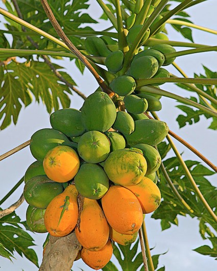 Đu đủ,cây đu đủ,du du,quả đu đủ,Carica papaya,Caricaceae,cây ngày Tết,cây ăn quả,quả đu đủ,đu đủ chín,Đu đủ