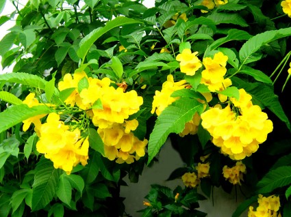 Cây chuông vàng,cay chuong vang,hoa chuông vàng,hoa chuong vang,hoa chuông,hoa chuong,Tabebuia aurea,Tabebuia argentea,Tabebuia caraiba), Caribbean Trumpet Tree, Silver Trumpet Tree, Yellow Tabebuia,Silva Manso,Benth. & Hook.f,Hoa chuông vàng