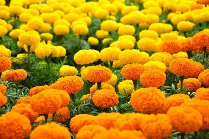 cúc vạn thọ,hoa cúc vạn thọ,cuc van tho,hoa cúc,hoa cuc,Tagetes patula,Tagetes erecta,Cúc Vạn Thọ