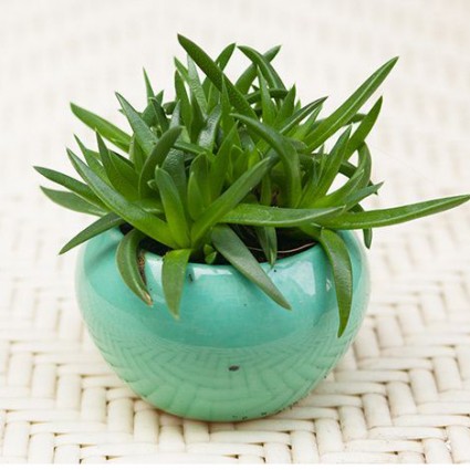 sen ngân chi,sen ngan chi,cây sen ngân chi,Sen ngân chi