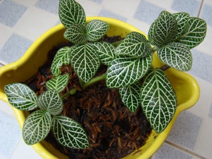 Ngũ sắc diệp,cây ngũ sắc diệp,ngu sac diep,cây ngũ sắc diệp,Sanchezia nobilis Hook,Ô Rô,Acanthaceae,Ngũ sắc diệp