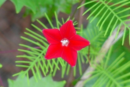 hoa tóc tiên,hoa sao,dây tóc tiên,dây hoa tóc tiên,day hoa toc tien,hoa toc tien,tóc tiên,toc tien,Ipomoea quamoclit,Morning Glory,cây hoa,Hoa tóc tiên