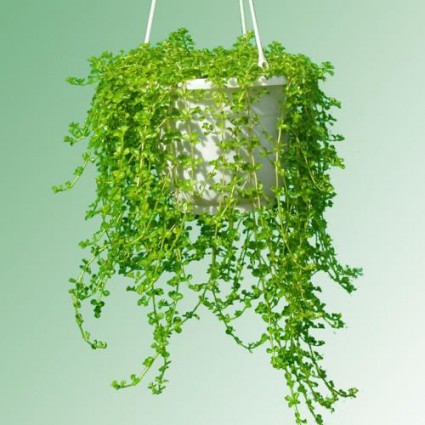 cây mộng mơ,cây leo,cây leo giàn,cây chậu treo,Cây mộng mơ