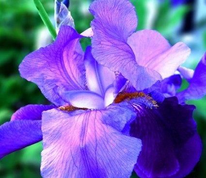 Hoa diên vĩ,hoa diên vỹ,hoa iris,iris,cây hoa,ý nghĩa hoa diên vĩ,Hoa Diên Vĩ