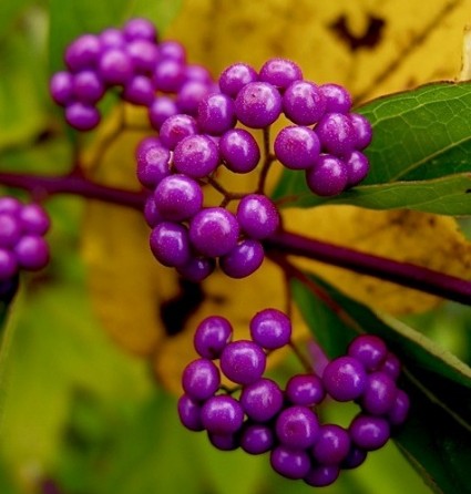 Tử châu,tử châu lá nhỏ,cây thuốc ké,Callicarpa dichotoma,cỏ roi ngựa,Verbenaceae,họ hoa môi,Lamiaceae,chi tử châu,chi nàng nàng,chi tu hú,Callicarpa,Tử Châu và Tử Châu lá nhỏ