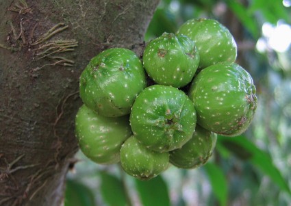 Cây ngái,sung ngái,tầm gửi cây ngái,Ficus hispida,Ficus,họ dâu tằm,họ Dâu tằm,Moraceae,cây làm thuốc,tác dụng của cây ngái,Cây Ngái