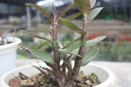 công dụng cây thạch hộc tía, cây thạch hộc tía, cay thach hoc tia, cây thuốc thạch hộc tía,Dendrobium officinale Kimura et Migo, chi thạch hộc, họ lan, họ Orchidaceae,,Cây Thạch Hộc Tía