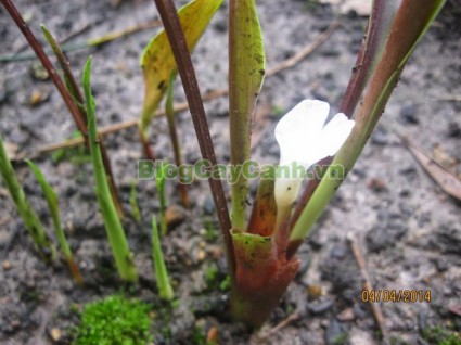 cây ngải năm ông, công dụng cây ngải năm ông, tác dụng chữa bệnh của cây ngải năm ông, cay ngai nam ong,cây ngải, cây ngải chàng, cây ngải nàng, cây ngải nàng năm ông,,Cây Ngải Năm Ông