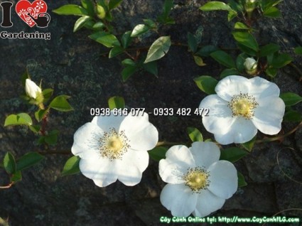 cây kim anh tử, cây mác nam coi, Rosa laevigata Michx., họ Hoa hồng, họ Rosaceae, cây thích lê tử, cây đường quán tử, hình ảnh cây kim anh tử, cây kim anh tử chữa bệnh, trái kim anh tử, quả kim anh tử,,Cây Kim Anh Tử (Cây kim anh)