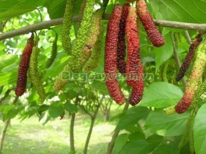 cây dâu quả dài, hình ảnh cây dâu quả dài, công dụng của cây dâu quả dài, cây dâu trái dài, cây dâu quả dài Đài Loan, cây dâu đài loan, cay dau qua dai,,Cây Dâu Quả Dài