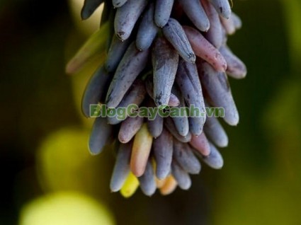 cây nho phù thủy, finger grape, hình ảnh cây nho phù thủy, cây nho phù thủy đẹp, cay nho phu thuy, nho phù thủy, cây nho ngón tay, cây nho phù thủy hình ngón tay,,Cây Nho Phù Thủy (Cây nho ngón tay)